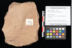 Foto (Objekt + Etikett) von Quercus palaeoilex Ettingshausen (NHMW-GEO-2024-0188-0845)